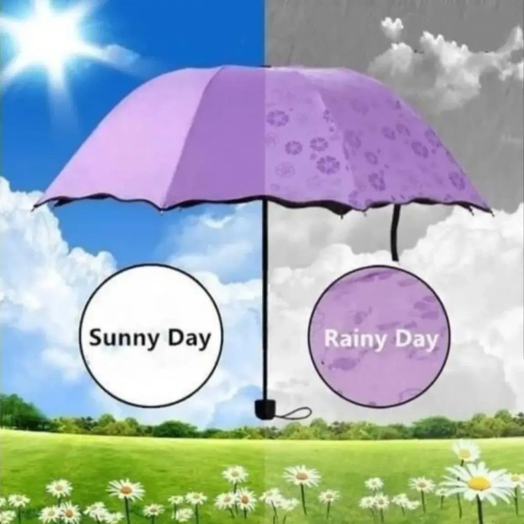 چتر جادویی گل بابونه